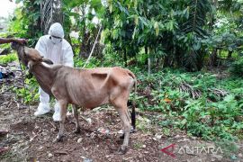 296 sapi di Agam terkonfirmasi PMK, tiga dilaporkan mati