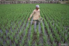 Pertanian Garut unggul dalam pasokan sayuran untuk pasar nasional