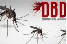 Awas! Penyintas demam berdarah miliki risiko komplikasi jantung lebih tinggi