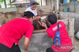 Dinas Peternakan Cianjur kekurangan tenaga medis untuk tanggulangi PMK