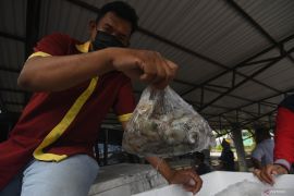 Bazar Ikan Segar Page 4 Small