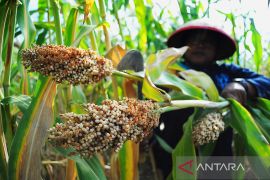 Misinformasi! World Economic Forum proyeksikan menu makanan 2030, ada kecoa, lalat, dan cacing.
