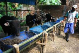 Upaya Mandiri Peternak Sapi Mengatasi Dampak PMK