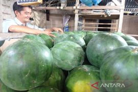 Harga semangka di Aceh Tamiang naik lagi jadi Rp9.000 per kg