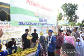 Petani Desa Suka Ramah sukses budidaya pisang cavendish