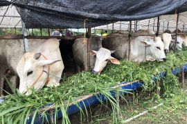 Stok ternak di Batam menipis, Lampung pasok 900 ekor sapi pekan depan