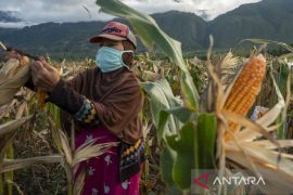 Jagung-kedelai tanaman utama  di kawasan pangan nusantara Sulteng