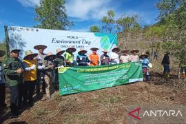 PT Arutmin Indonesia panen perdana kayu putih di gunung batu