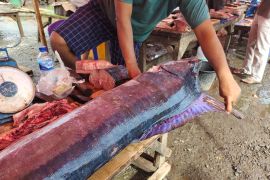 Harga ikan Blue Marlin di Pesisir Barat Rp65.000 perkilogram