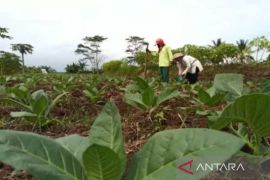 Tanaman tembakau mati, petani lakukan penyulaman