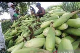 Riau akan tanam jagung pada 2.000 hektare lahan penuhi kebutuhan pangan pengganti beras
