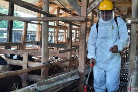 Hewan ternak suspek PMK di Kabupaten  Tangerang bertambah jadi 162 kasus