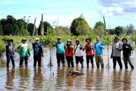 Adaro tanam bakau di suaka margasatwa Kuala Lupak