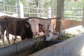 Waspada PMK, Pemkab Tapsel beri vitamin pada hewan ternak