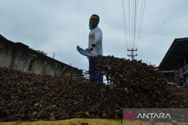 Petani keluhkan harga kopi tak stabil Page 1 Small