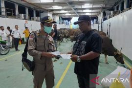 Pejabat Karantina Pertanian Tarakan Periksa Hewan Kurban Asal Sulawesi