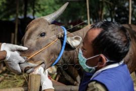 Pemkot Tangerang Larang Masuk Hewan Kurban Dari Luar Daerah Page 1 Small