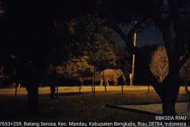 Gajah liar masuki kawasan Pertamina Hulu Rokan