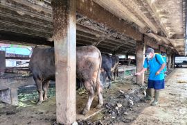 RPH Surabaya berharap ada solusi mengatasi kekurangan stok hewan kurban