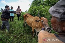 Pemko tutup pengiriman ternak ke Sabang cegah PMK makin parah
