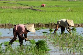 Kebijakan harga untuk perlindungan petani dan konsumen
