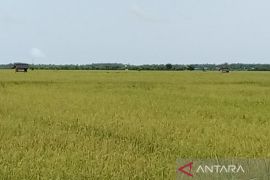 Kabupaten Penajam diminta lindungi lahan tanaman padi seiring pemindahan IKN