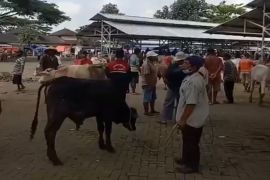 Gunung Kidul tekan penyebaran PMK agar tidak mengganggu produksi ternak