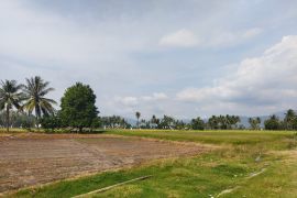 Pemda Nagekeo dorong adaptasi petani melalui pertanian cerdas iklim