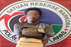 Pemilik ganja tiga bal ini akhirnya ditangkap Satres Narkoba Polres Palas