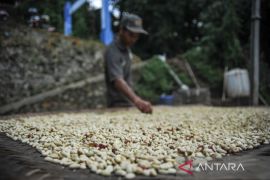 Panen kopi Gunung Manglayang