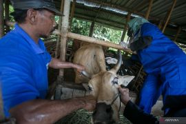 Pemprov Jateng percepat vaksinasi ternak