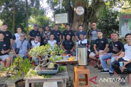 Penggemar bonsai pameran di Barabai, ada harga yang capai miliaran