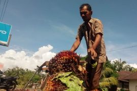Harga TBS tingkat Petani Sawit di Palas, tertinggi Rp1.800 dan terendah Rp 1.300/ Kg