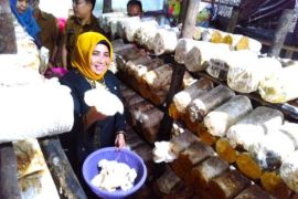 Pemkot Tanjungpinang dorong masyarakat kembangkan budidaya jamur