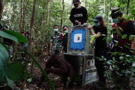 Lima orangutan kembali lepasliarkan di kawasan Taman Nasional Bukit Baka Bukit Raya