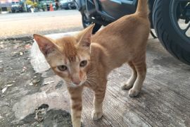 Pemkot Jakbar benarkan ada edaran larang warga memberi makan kucing liar