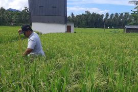 Pemkab Mamuju bertekad wujudkan swasembada pangan berkelanjutan