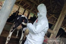 Ternak sapi di Garut mulai divaksin cegah wabah PMK