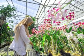 Wali kota wujudkan padat karya wisata dan peternakan di Surabaya
