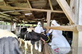 Sebanyak 6.000 ternak di Lumajang ditargetkan dapat vaksin PMK