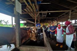 Singkawang cegah PMK pada ternak dengan Biosecurity