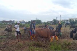 Kabupaten Bone pasok sapi kurban ke Kota Makassar