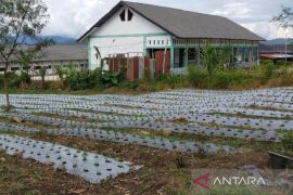 Bawang merah tembus Rp45 ribu/kg, petani Galus tersenyum