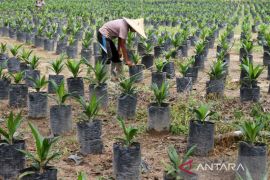 980 hektare lahan sawit di Simeulue diremajakan