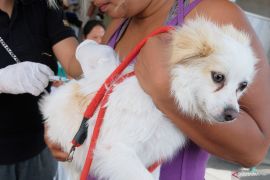 Pemprov Bali siapkan 650 ribu vaksin rabies