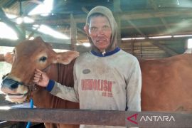 Harga sapi Bali masih tinggi