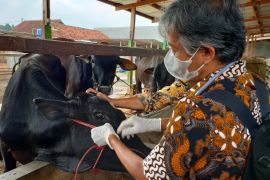 Pemkot Bandarlampung sebut vaksin PMK tidak untuk lapak hewan kurban