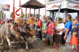 Lomba makepung Kapolres Jembrana Cup diikuti ratusan peserta
