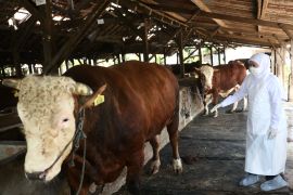 East Java monitoring Qurbani animal sales centers