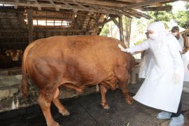 Wabah PMK, Khofifah imbau penyembelihan hewan kurban di RPH